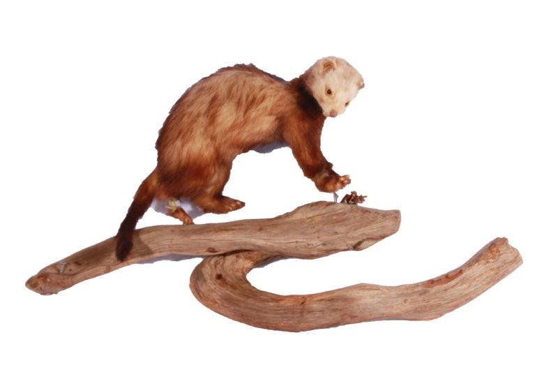Taxidermy Ferret