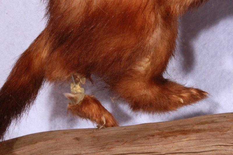 Taxidermy Ferret