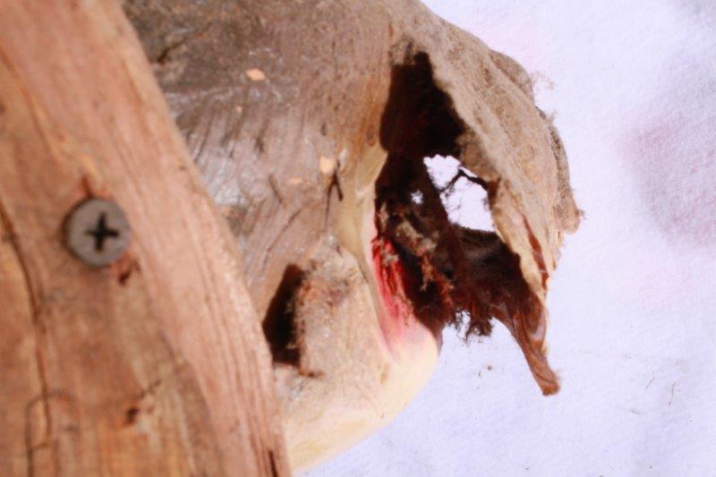 Taxidermy Largemouth Bass