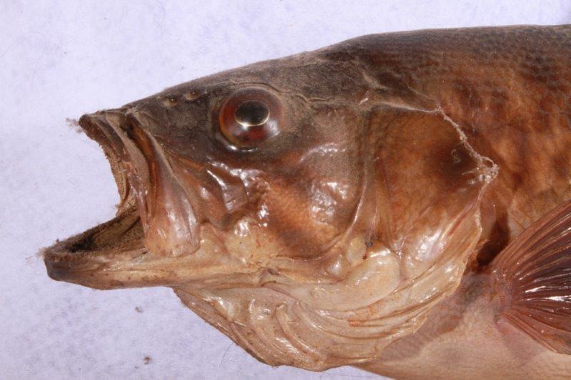 Taxidermy Largemouth Bass