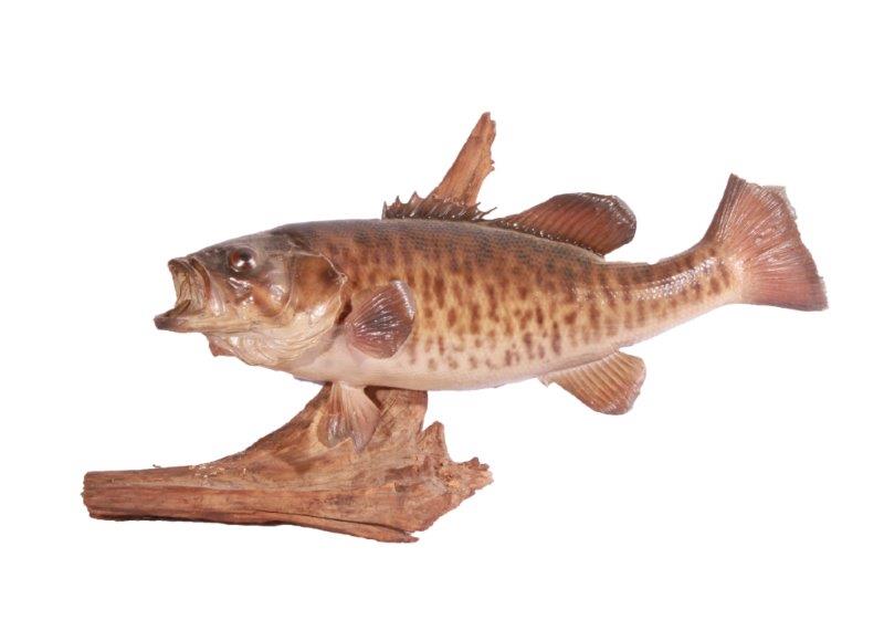 Taxidermy Largemouth Bass