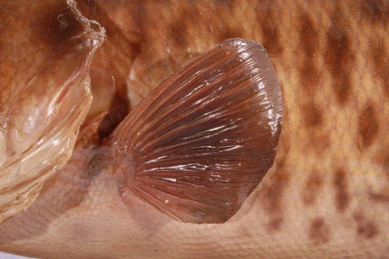 Taxidermy Largemouth Bass