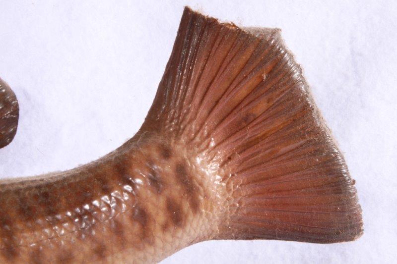 Taxidermy Largemouth Bass