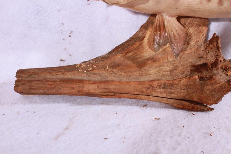 Taxidermy Largemouth Bass