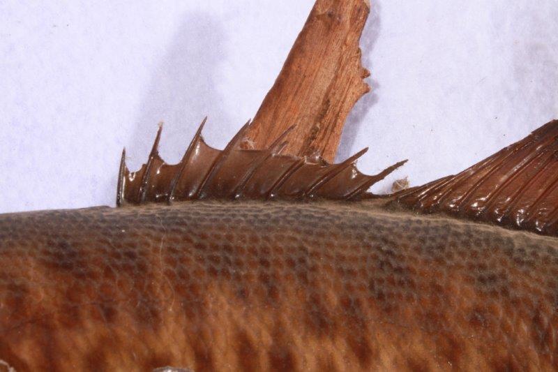 Taxidermy Largemouth Bass