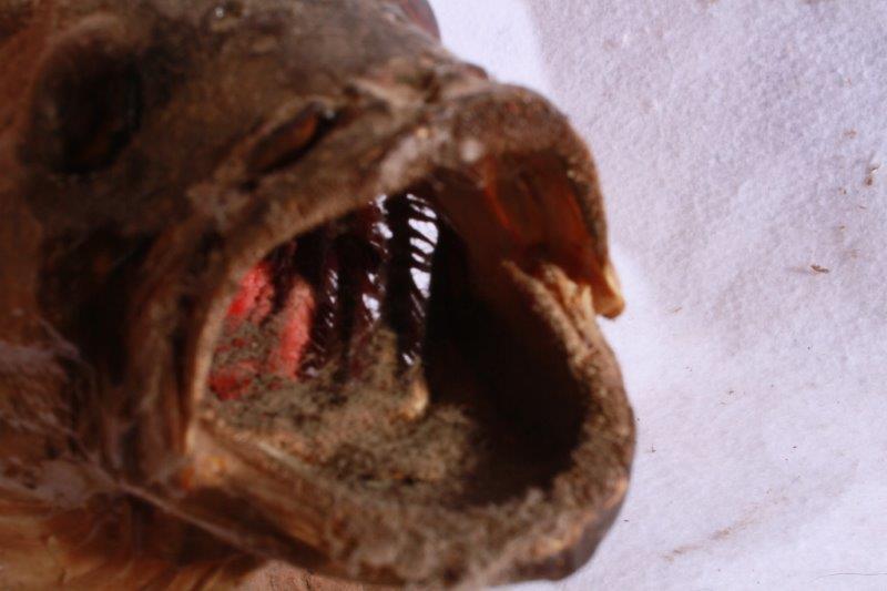 Taxidermy Largemouth Bass