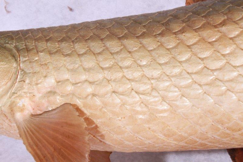 Taxidermy Long Nose Gar