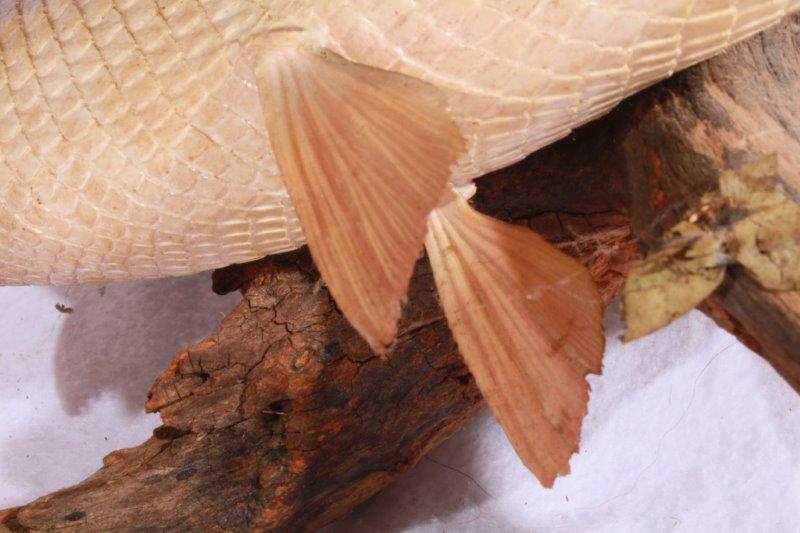 Taxidermy Long Nose Gar