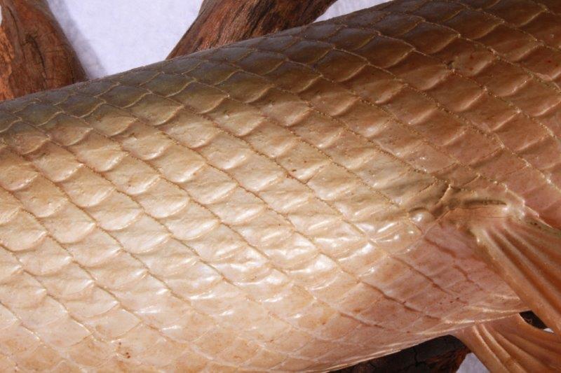 Taxidermy Long Nose Gar