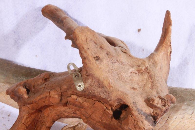 Taxidermy Long Nose Gar