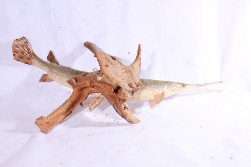 Taxidermy Long Nose Gar