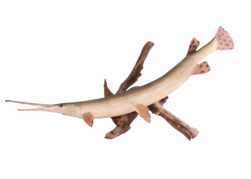 Taxidermy Long Nose Gar