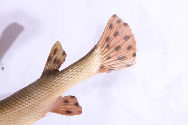 Taxidermy Long Nose Gar