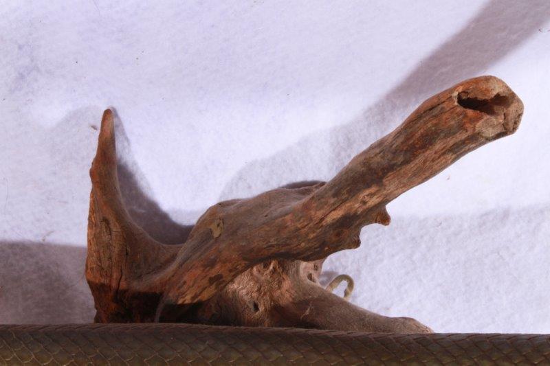 Taxidermy Long Nose Gar