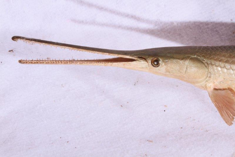 Taxidermy Long Nose Gar