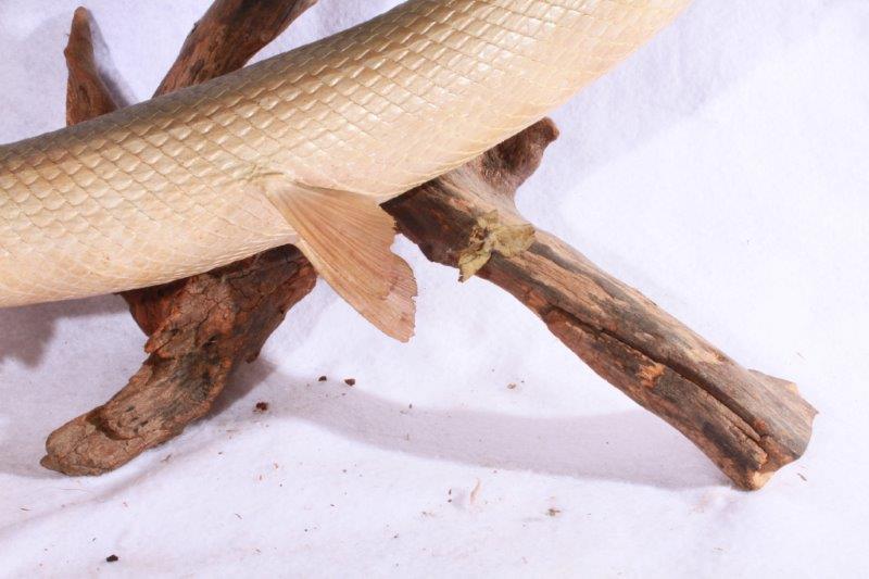 Taxidermy Long Nose Gar