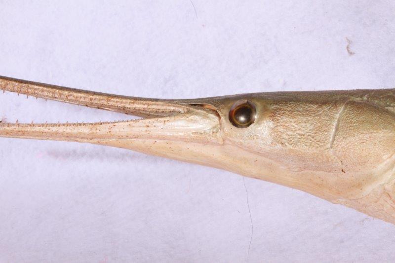 Taxidermy Long Nose Gar
