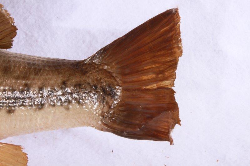 Taxidermy Largemouth Bass