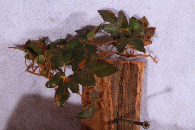 Taxidermy Largemouth Bass