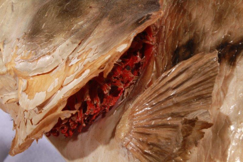 Taxidermy Largemouth Bass