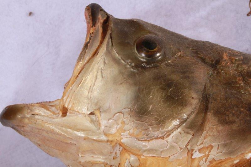 Taxidermy Largemouth Bass