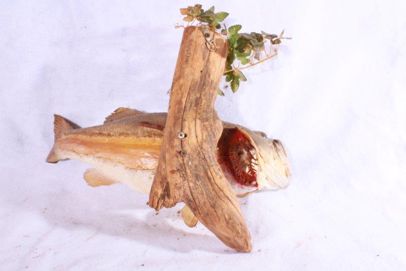Taxidermy Largemouth Bass