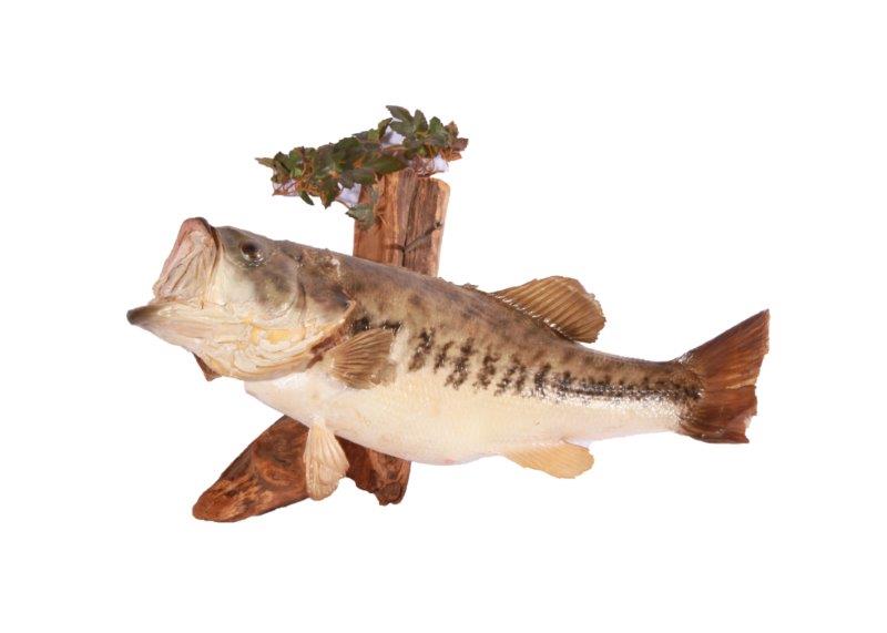 Taxidermy Largemouth Bass