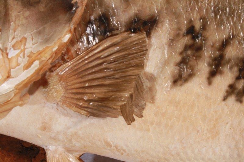 Taxidermy Largemouth Bass