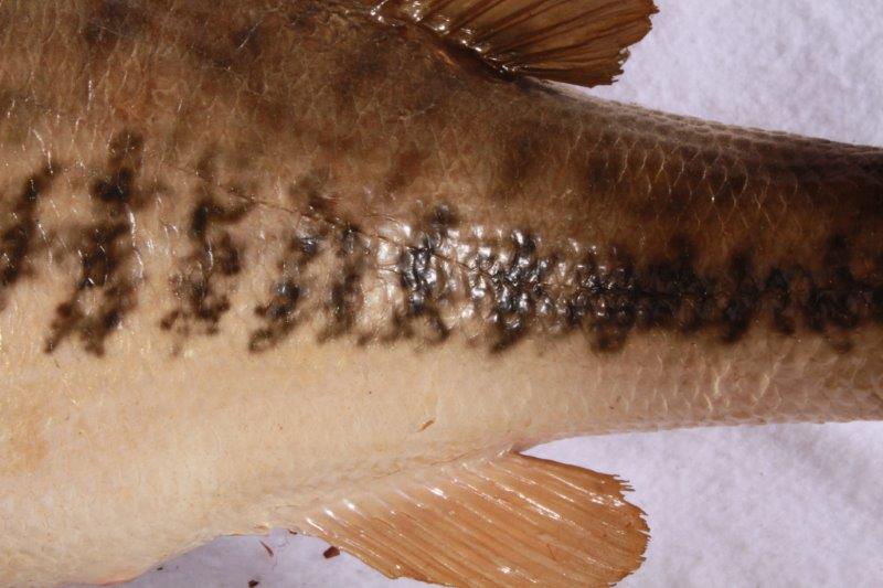 Taxidermy Largemouth Bass