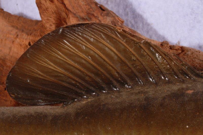 Taxidermy Largemouth Bass