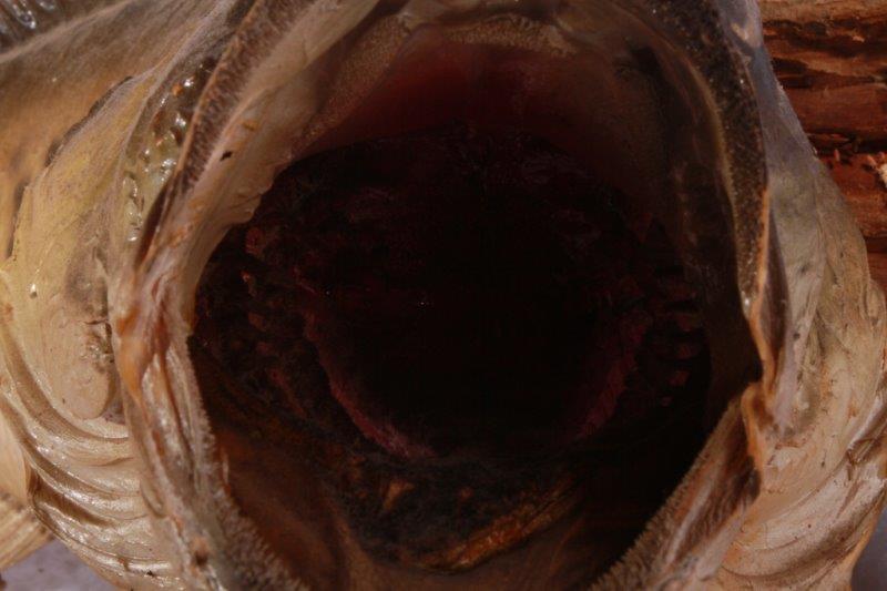 Taxidermy Largemouth Bass