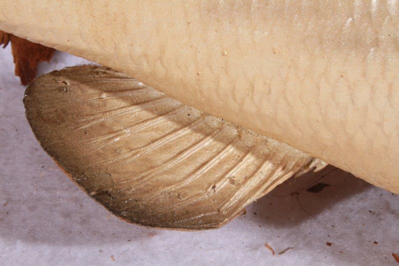 Taxidermy Largemouth Bass