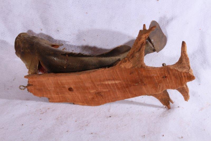 Taxidermy Largemouth Bass