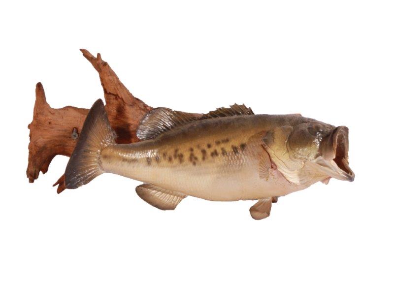 Taxidermy Largemouth Bass