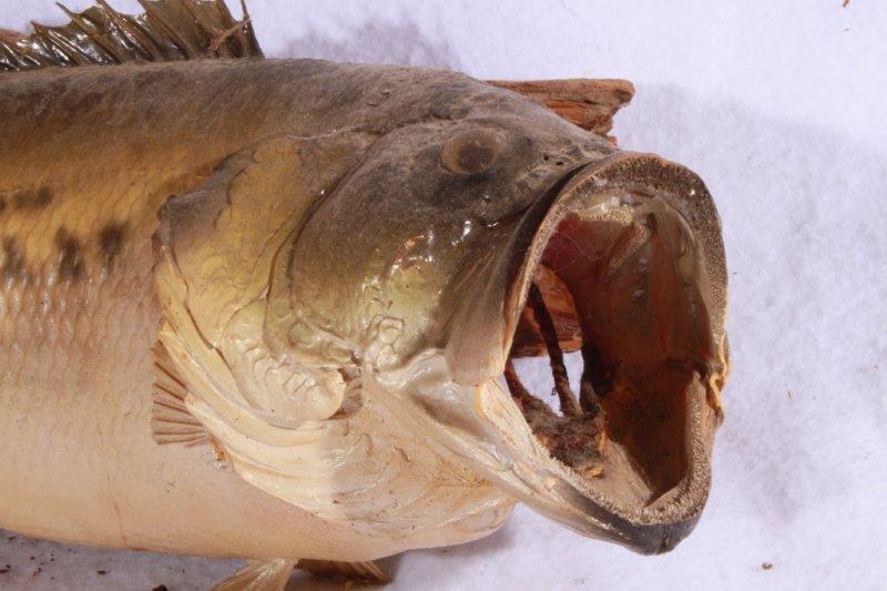 Taxidermy Largemouth Bass