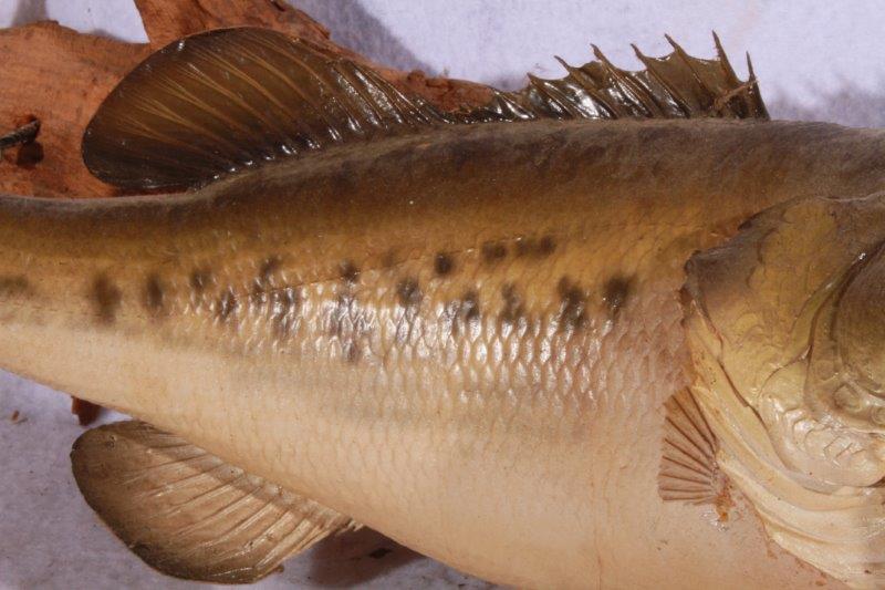 Taxidermy Largemouth Bass