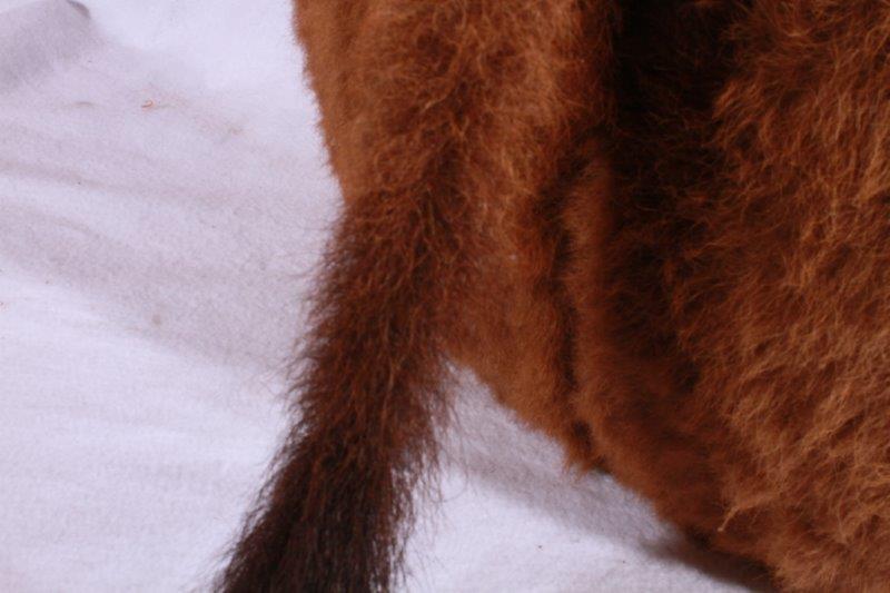 Taxidermy Buffalo Tail