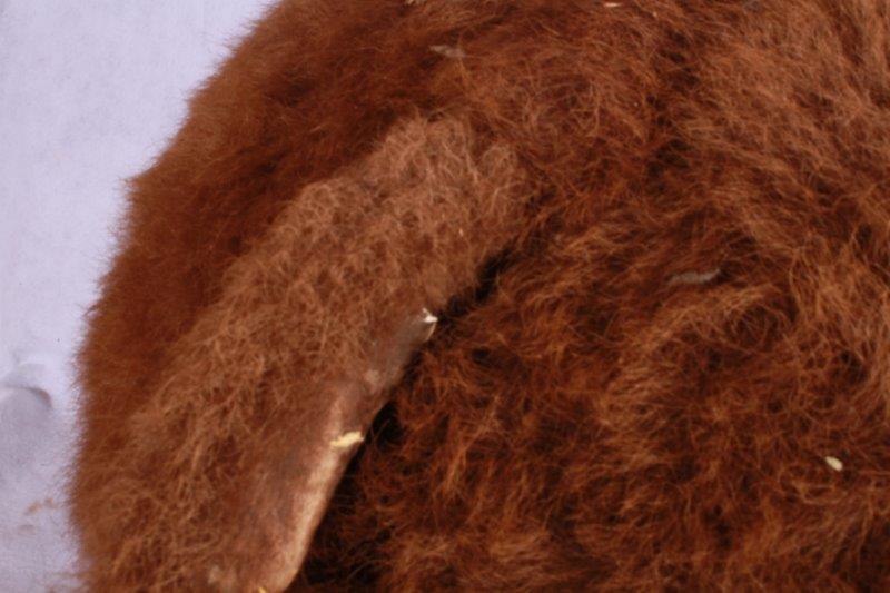 Taxidermy Buffalo Tail