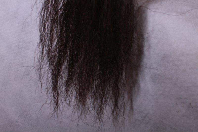 Taxidermy Buffalo Tail