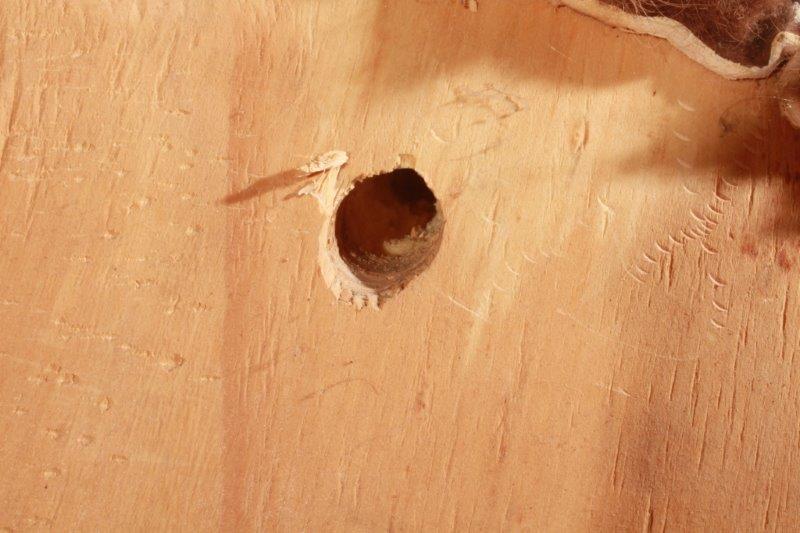 Taxidermy Buffalo Tail