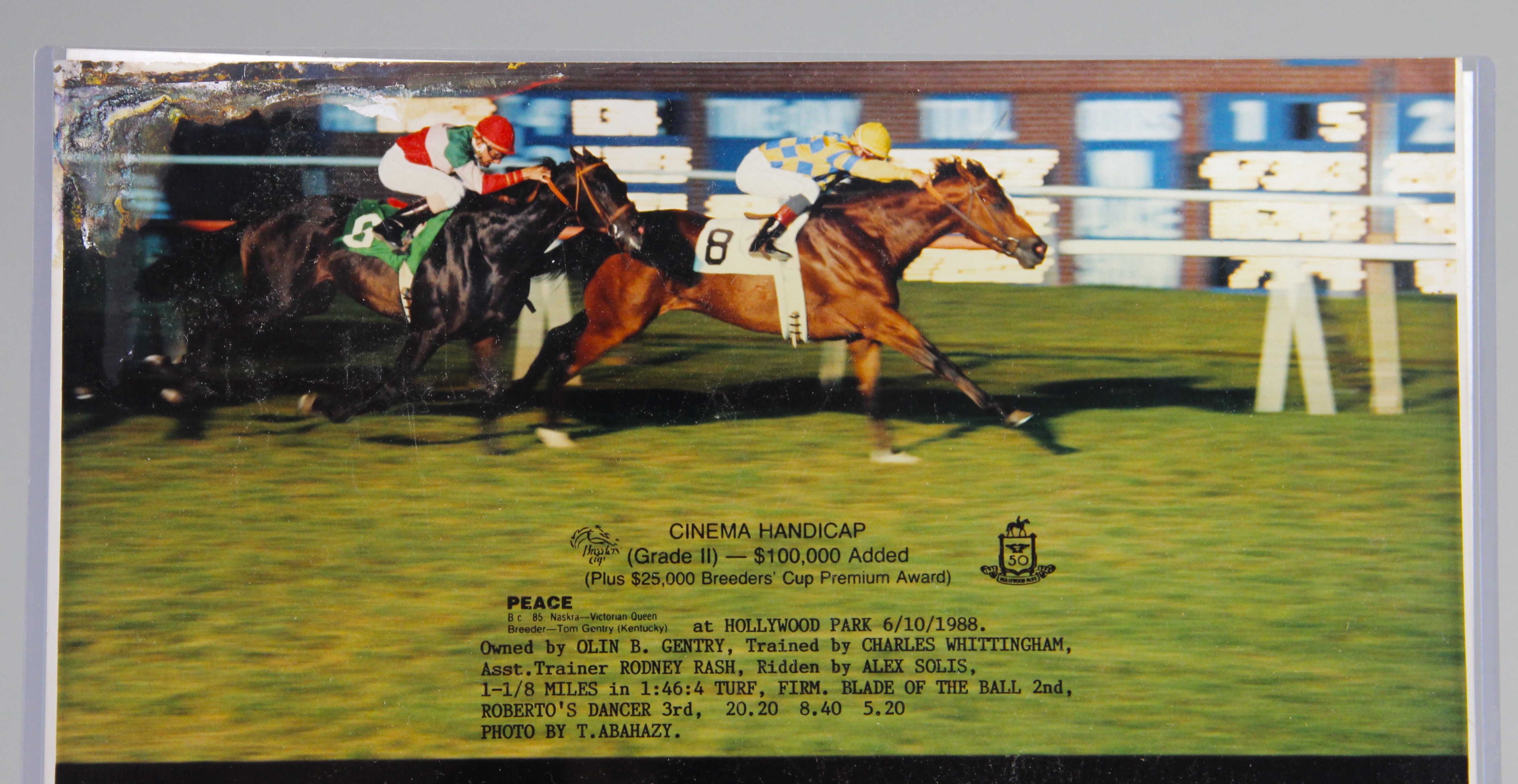 Cinema Breeder's Cup And Bel Air Handicap Winners Photographs