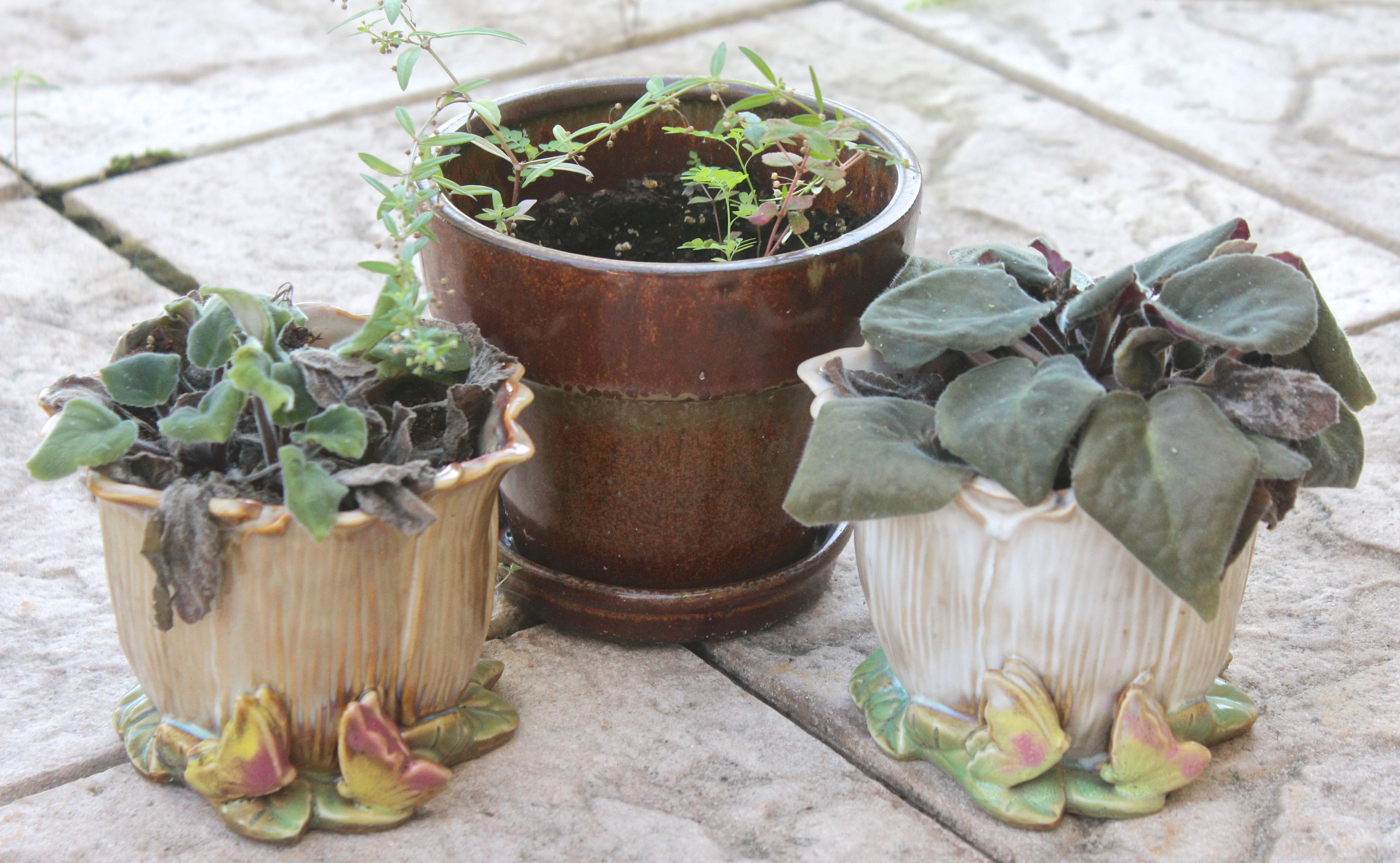 Assortment of Pots With Plants