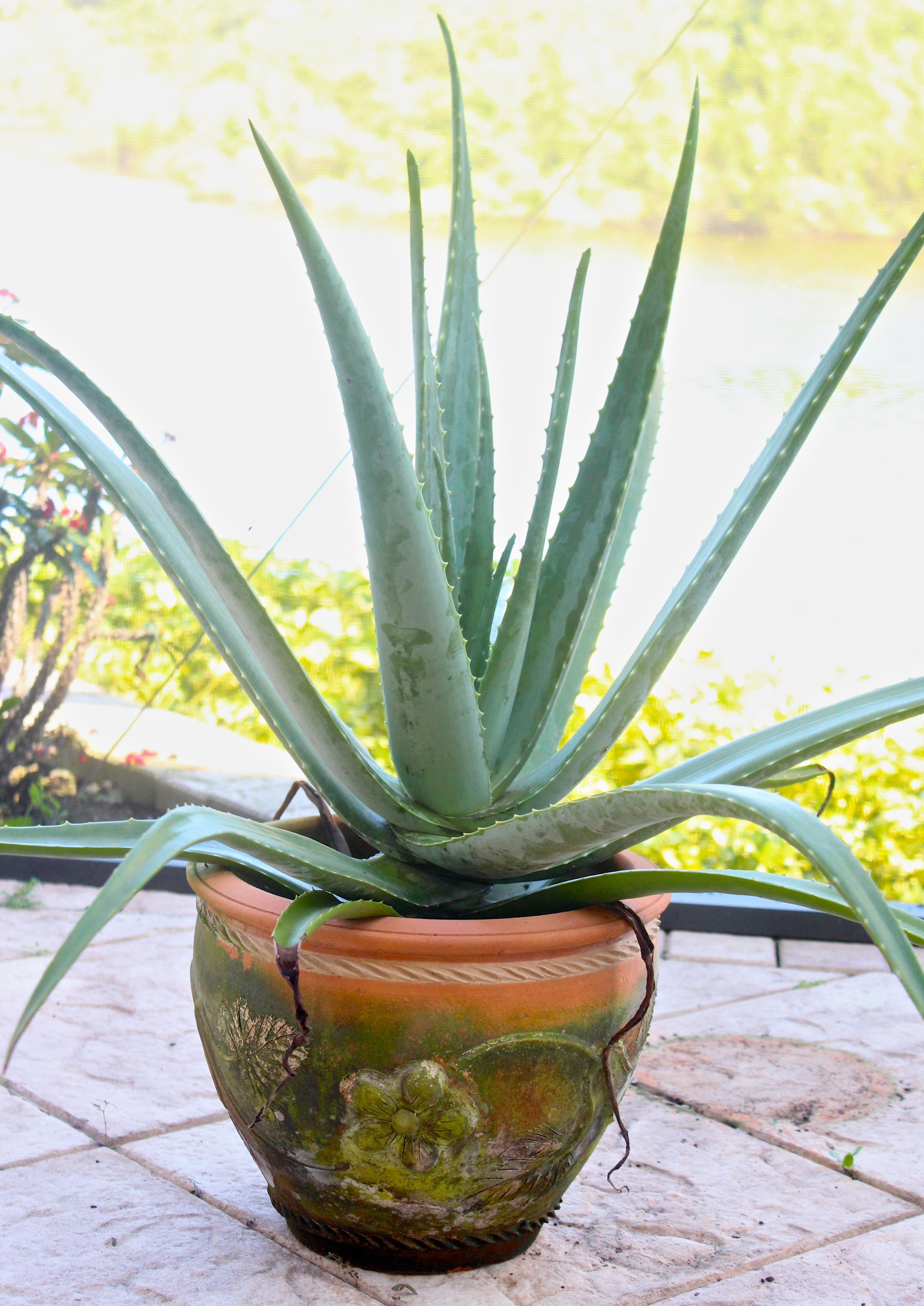 Assortment of Pots With Plants