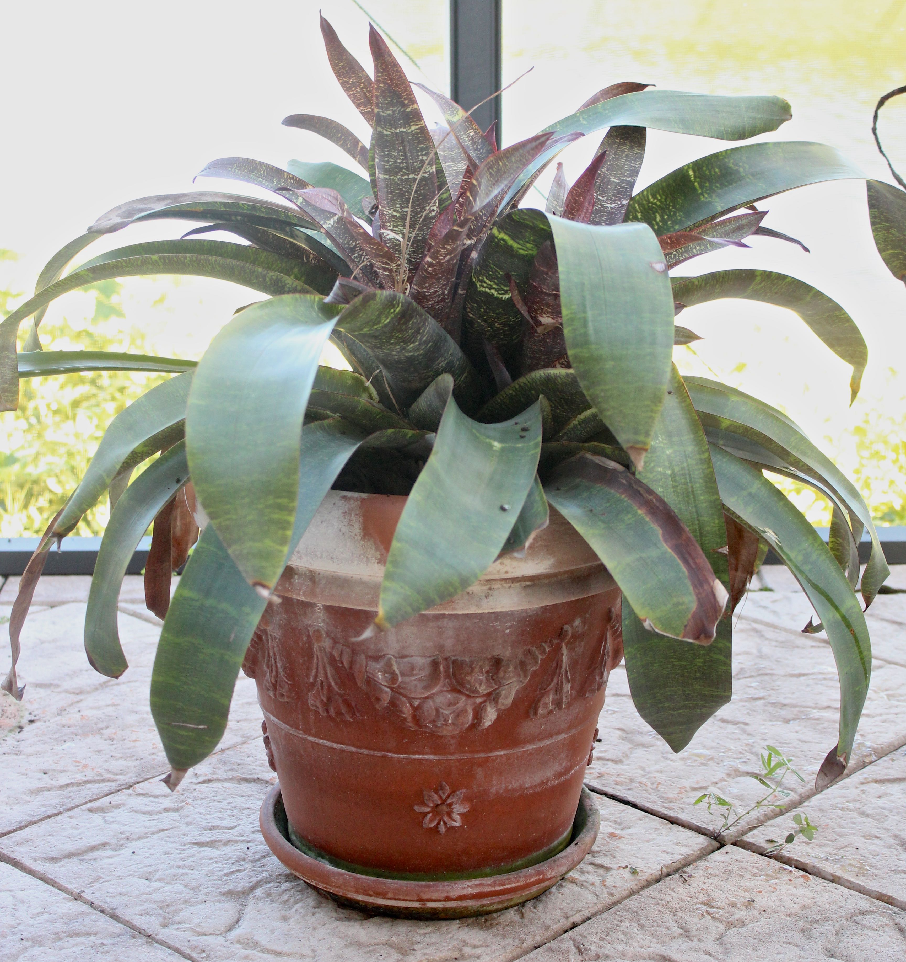 Assortment of Pots With Plants