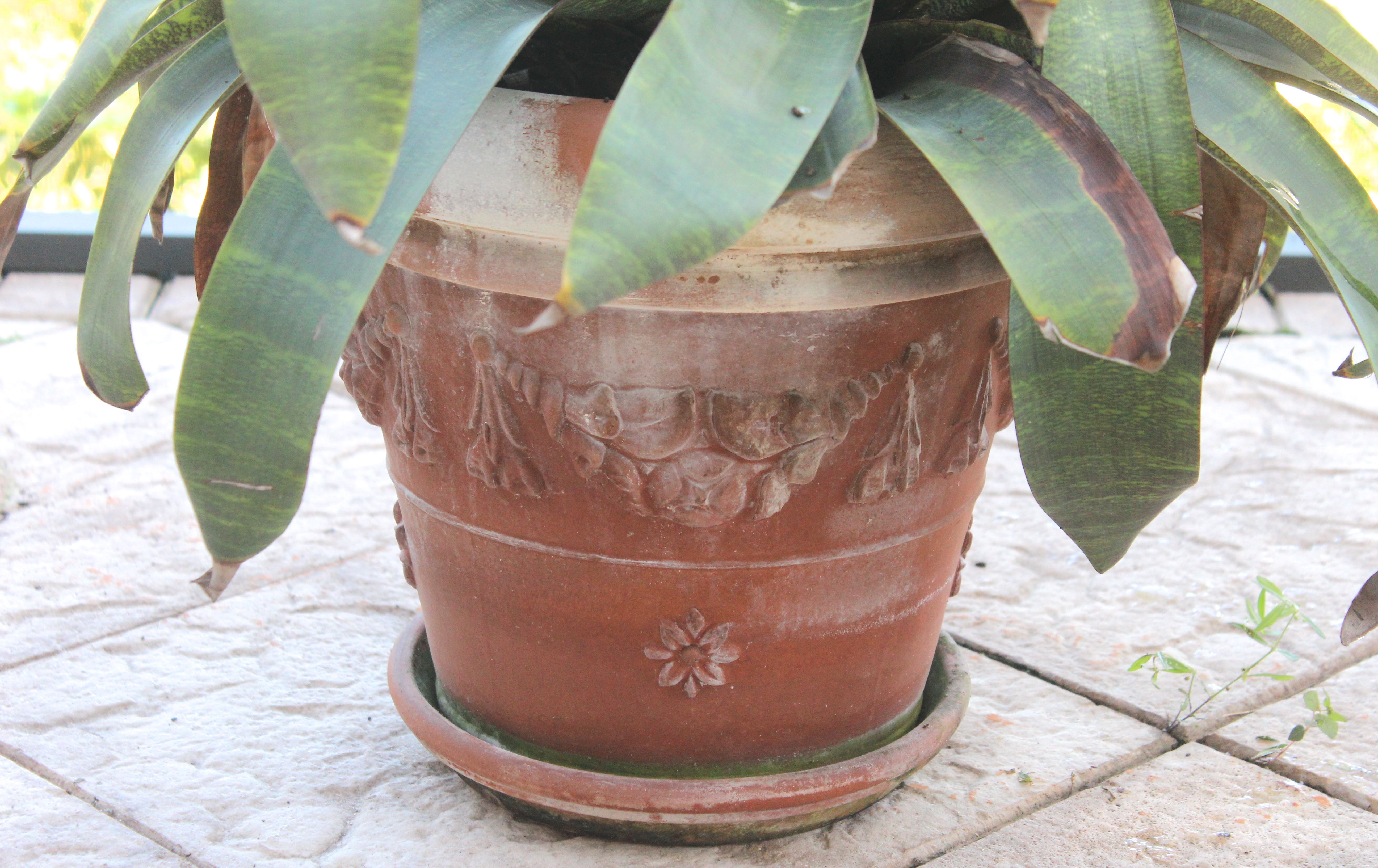 Assortment of Pots With Plants