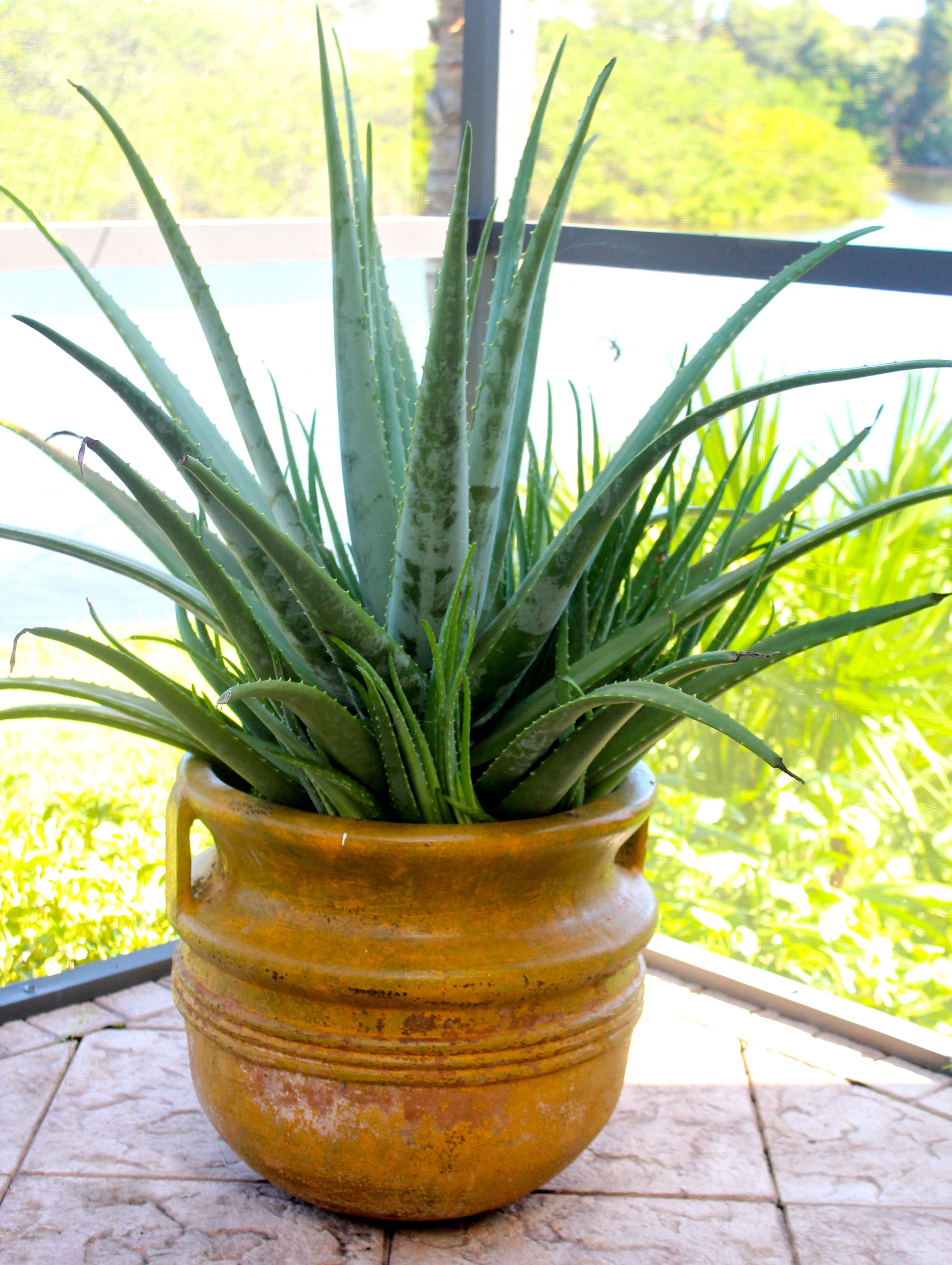 Assortment of Pots With Plants