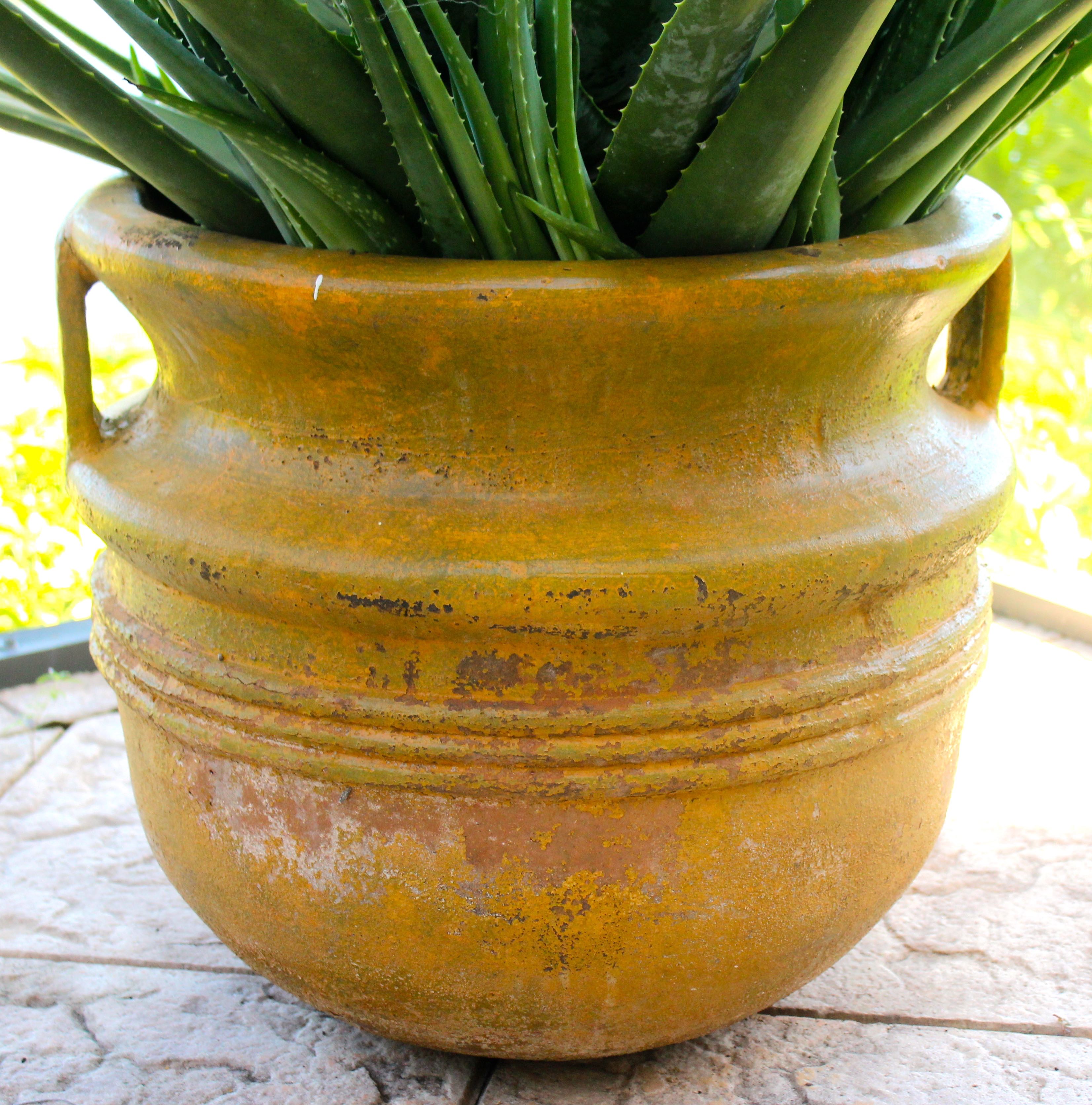 Assortment of Pots With Plants