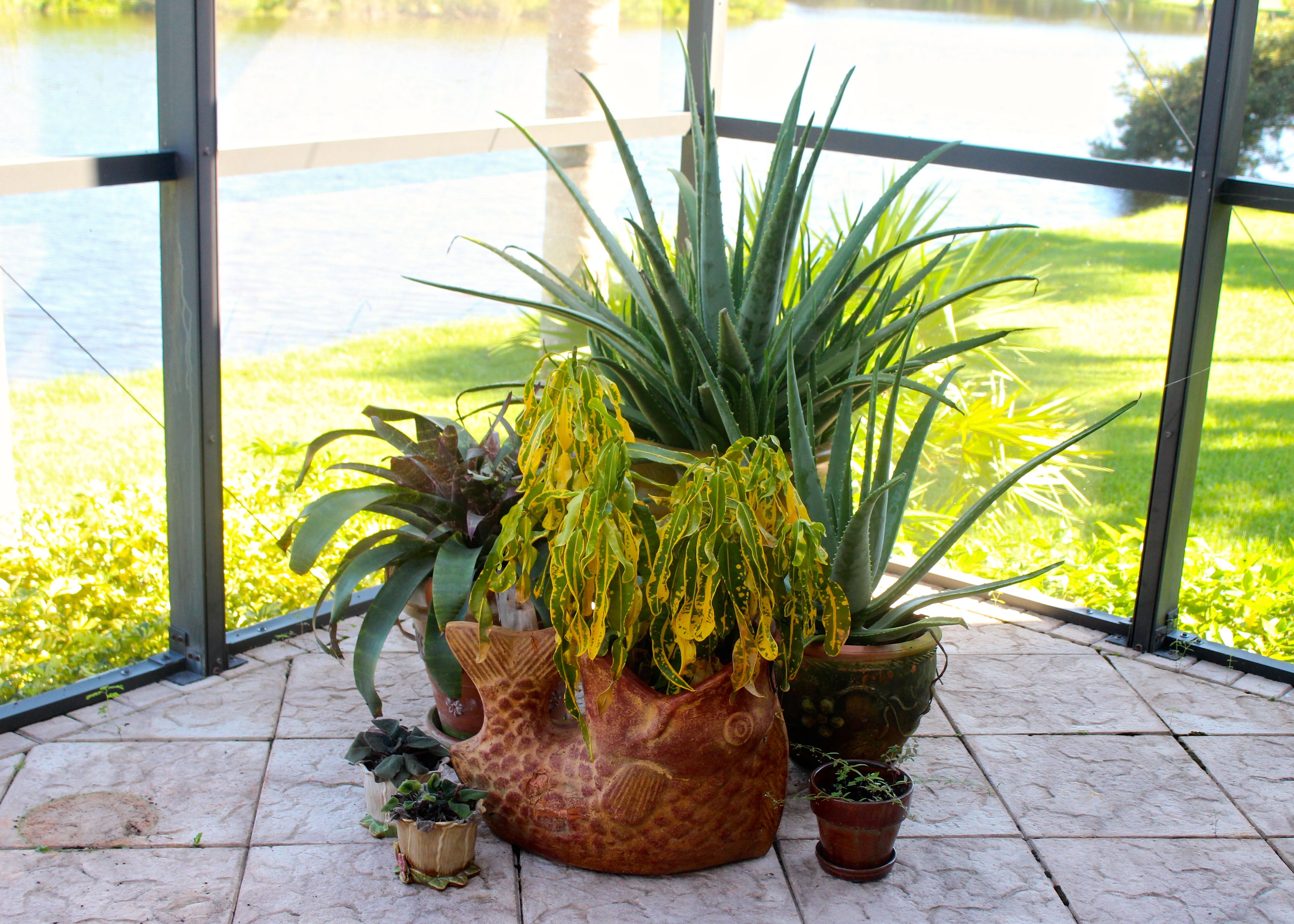 Assortment of Pots With Plants