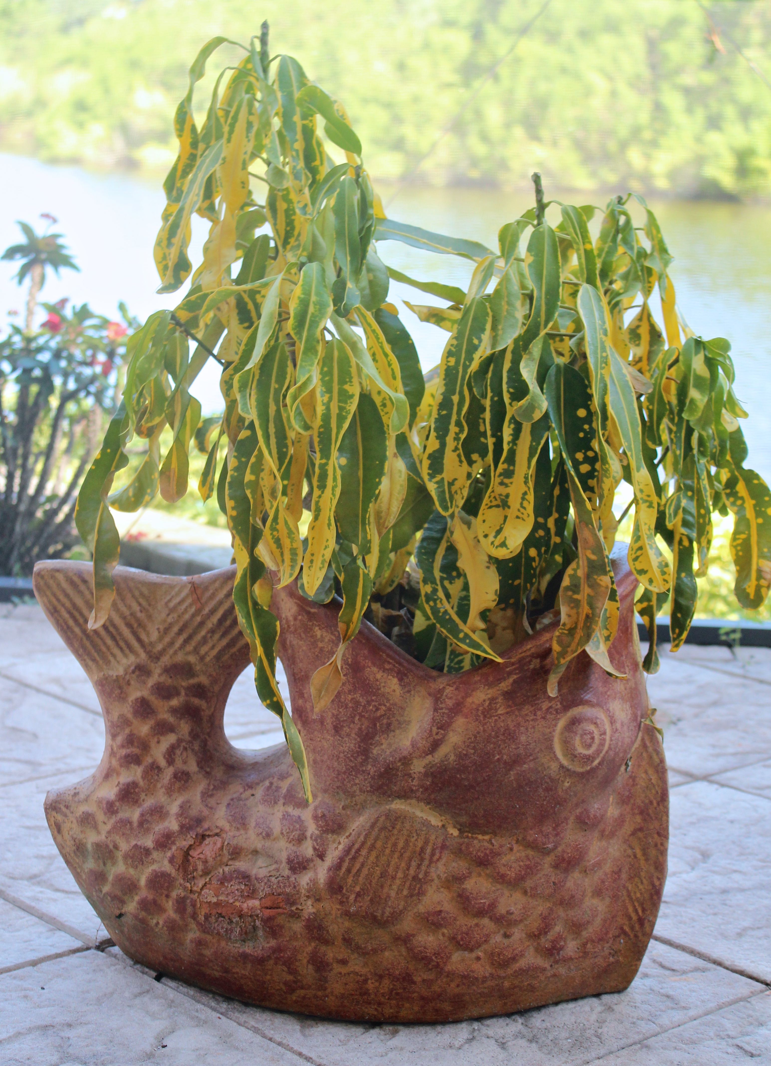 Assortment of Pots With Plants