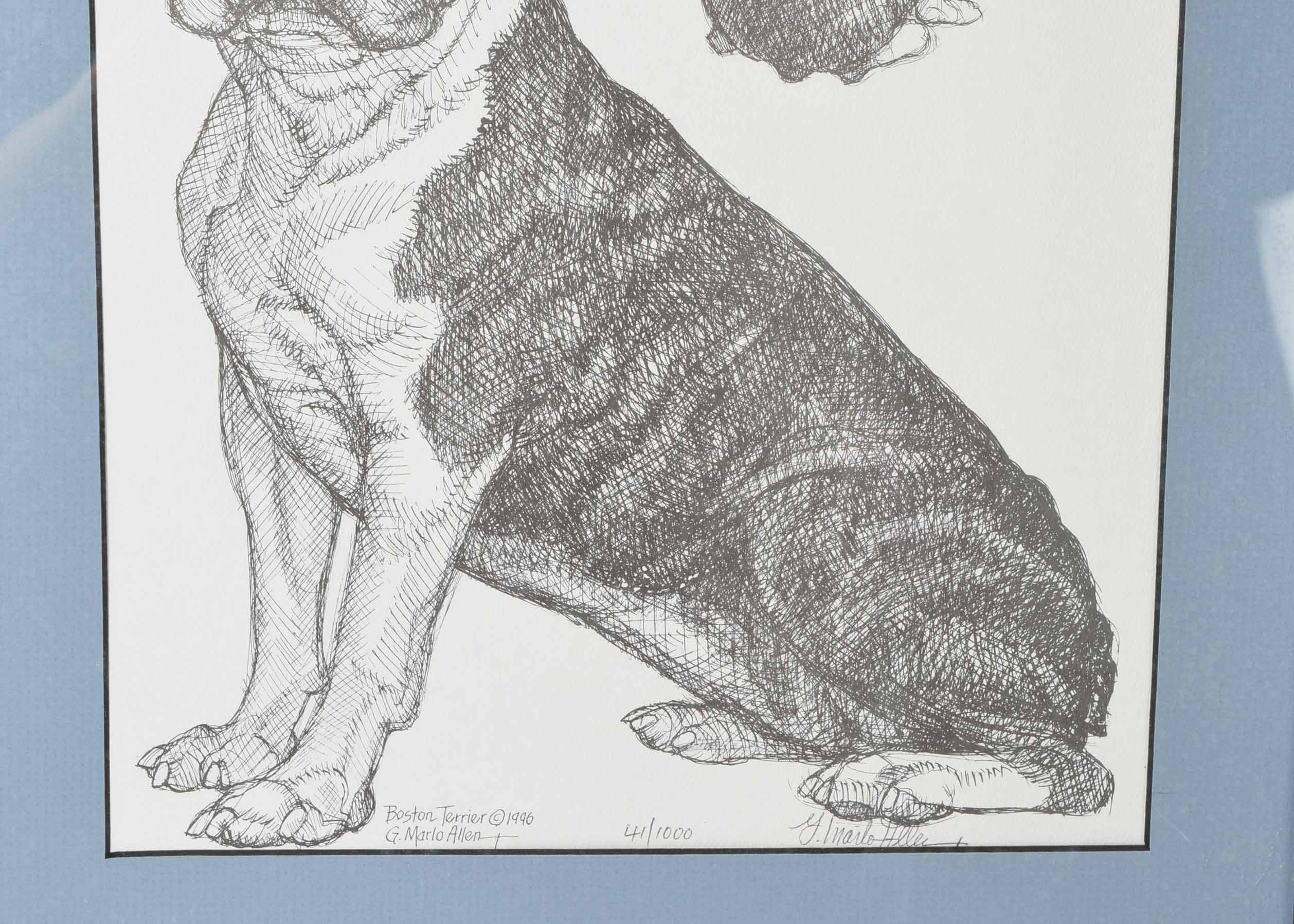 G. Marlo Allen Limited Edition Pen & Ink "Boston Terrier"